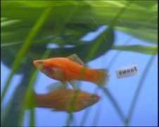 Neuenschwander family name