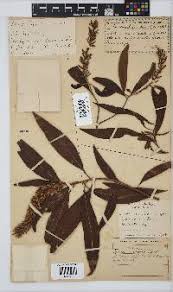 Image result for Faurea saligna