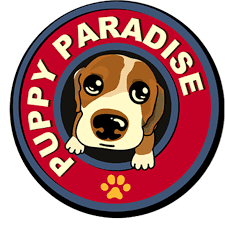 Back in march, nassau police busted puppies 4 you on merrick road. Available Puppies For Sale Puppy Paradise