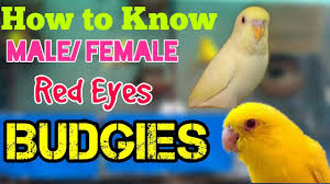 How To Know Gender Red Eyes Budgies Youtube