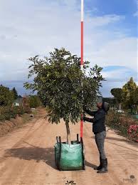 Image result for Cunonia capensis