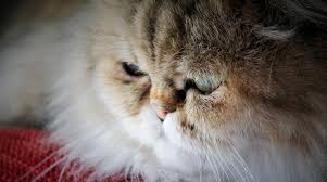 Chatterie Persan House Of Puffskeins Paris Persan Golden Shaded Chaton Persan Persan Chinchilla Chinchilla