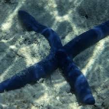 Image result for Lannea virgata