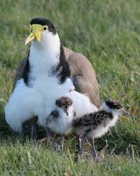 Australian Birds That Lay Eggs On The Ground Protective Plovers Are A Protected Species In Tasmania These Territorial Birds Often Lay Eggs On Sports Grounds Median Plover Baby Animals Protected Species