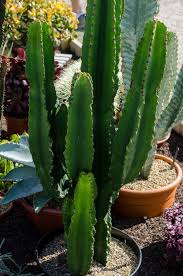 Image result for Euphorbia ingens