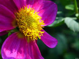 Dahlia Plant Meaning In Telugu