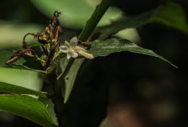 Image result for Stanfieldiella imperforata