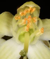 Image result for Cola chlorantha