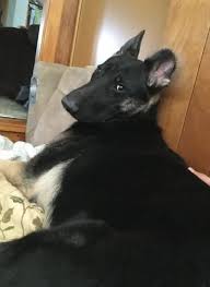 German shepherd, new york » amity. Adopt Tori On Petfinder Dog Adoption Dogs Pet Adoption