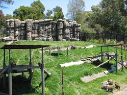 Hamadryas Baboons Outside Enclosure Oakland Zoo Usa Garden Design Sustainable Landscaping Oakland Zoo