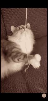 Join the company and see how these young little show girls get crazy and relax, how they dream and enjoy their lives! Kitty Play Gifs Tenor