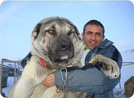 Alabai Turkmen Kind Of Breed Central Asian Shepherd Dog Kangal Kopegi Kopek Turleri Kopek