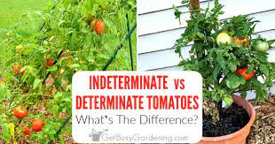 In embryology, cleavage is the first thing that happens to a fertilized cell, also known as a zygote. How To Tell Determinate Vs Indeterminate Tomatoes Get Busy Gardening