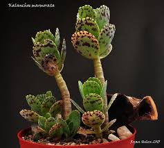 Kalanchoe Marmorata Cacti And Succulents Succulent Gardening Planting Succulents