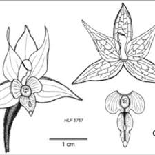 Image result for Nervilia crociformis
