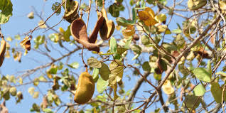 Image result for Piliostigma thonningii