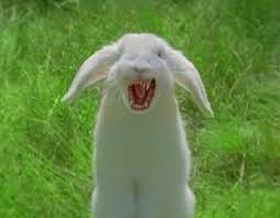 Image result for killer rabbit
