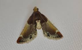 Image result for Pyralis lienigialis