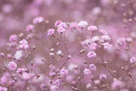 We did not find results for: Baby Breath Flower Meaning Baby Breath Flower Flower Meanings Babys Breath Flowers