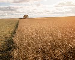 522038-310_Corteva_Corteva_Canola_Solutions_Brochure_VerticalScroll_OnePage_01  copy