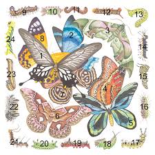 Butterflies Moths Caterpillars Fine Art Of Lucy Arnold