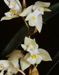 Image result for Diaphananthe odoratissima
