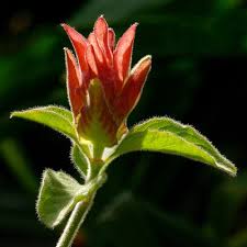 Image result for Justicia odora