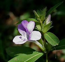 Image result for Barleria