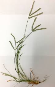 Image result for Daknopholis