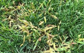 Although this blog specifically discusses removing st. How To Get Rid Of Crabgrass In Lawn Kill It Naturally Or Using Herbicides