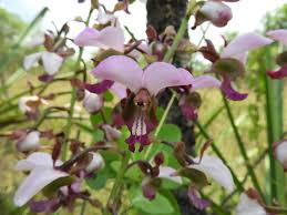 Image result for Eulophia horsfallii