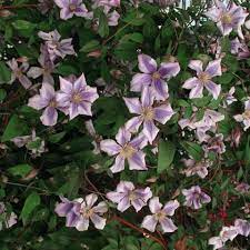Maybe you would like to learn more about one of these? Clematis Viticella Chatsworth Friedrich M Westphal Clematiskulturen