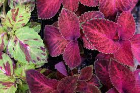 Image result for Coleus thyrsoideus