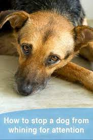 How To Stop A Dog From Crying And Whining For Attention That Mutt