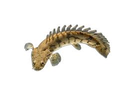 Image result for Microcharis angolensis