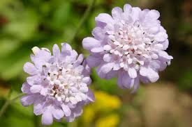 Image result for Scabiosa columbaria