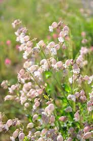 Image result for Caryophyllaceae