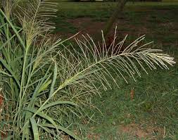 Image result for Dinebra