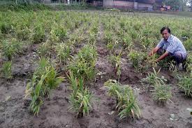 This uganda plant has a long history of use for relieving digestive. Rangpur Farmers Attaining Financial Solvency Through Ginger Cultivation