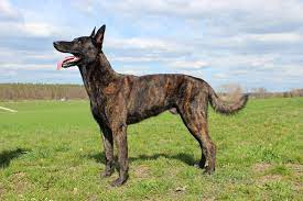Onze hollandse herder rocky vermaakt zich in de lommelse sahara, samen met lars, jonas en amtrainingkennels knpv police dog 1 424 with honor x hollandse herder female betsie brn. Hollandischer Schaferhund Kurzhaar Martin Rutter Dogs