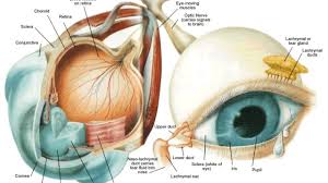 Maybe you would like to learn more about one of these? Sistem Indera Mata Manusia Dan Gangguannya Ulya Days