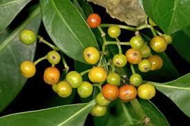 Image result for Psychotria capensis
