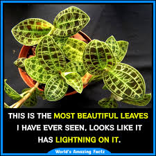 Image result for Peddiea orophila