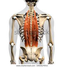 Stiff or tight shoulders can cause discomfort and limit a person's range of motion. Shutterstock Puzzlepix