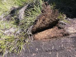 Image result for Styppeiochloa