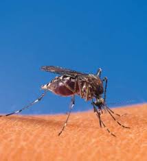 New citrus disease in Orleans Parish