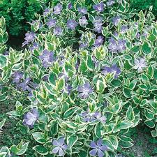 Image result for Vinca major