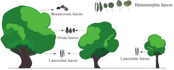 Image result for Heteromorpha involucrata