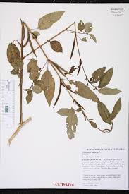 Image result for Corchorus olitorius