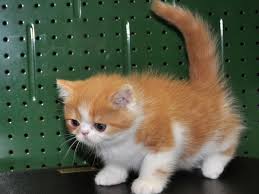 Exotic Shorthair Elityavru Com